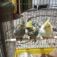 جوجه عروس هلندی|پرنده|تربت‌حیدریه, کلاته توکلی|دیوار