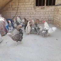 مجموعه زیباگلین|حیوانات مزرعه|مشهد, کوه سنگی|دیوار