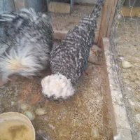 سلام  ۲عدد مرغ و خروس فروشی|حیوانات مزرعه|لنجان, |دیوار