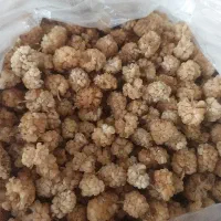 توت خشک امسالی