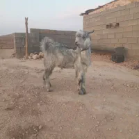 باسلام فروش ۱عدد بزگلابی ۳قلوزا|حیوانات مزرعه|جهرم, |دیوار