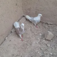 یک جفت شازده کبوتر|پرنده|بجنورد, |دیوار