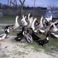 فروش قوغاز و اردک