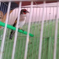 سهره کرمانی|پرنده|مشهد, طبرسی شمالی|دیوار