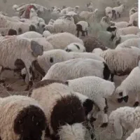 انبار.کودگوسفندی بدون آشغال .نرم تمیز