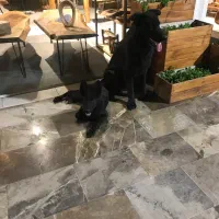 ژرمن بلک|سگ|ساری, |دیوار