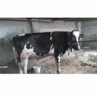 گو ساله|حیوانات مزرعه|خان ببین, |دیوار