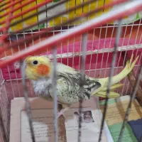 عروس هلندی ماده مولد