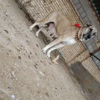 سگ سرابی و پژدر گله ای