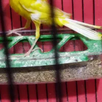 جفت قناری نر ماده