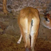 گوساله ماده گوشتی مناسب برای قصابی