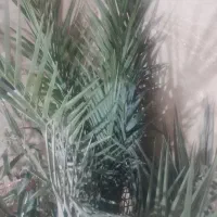 درخت نخل خرما|گل و گیاه طبیعی|تهران, آزادشهر|دیوار