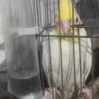 عروس هلندی لوتینو|پرنده|رشت, آب و برق|دیوار