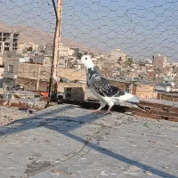 دورگ|پرنده|شیراز, شهرک بهار|دیوار