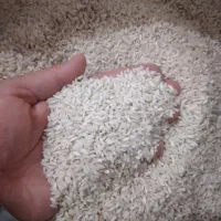 برنج سالم ونیم دانه محلی صدری صحنه|خوردنی و آشامیدنی|صحنه, |دیوار