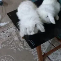 یه جفت خرگوش لوپ هلندی واکسن زده|موش و خرگوش|پرند, فاز ۵|دیوار