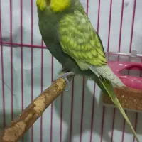 مرغ عشق نره اسپانگل رنگ خاص  تضمینی میدم