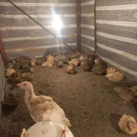 بلدرچین تخم گذار|حیوانات مزرعه|لیسار, |دیوار