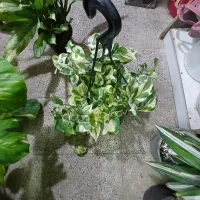 گل پتوس زعفرانی برگ درشت،آگلونما|گل و گیاه طبیعی|اصفهان, پروین|دیوار
