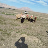 4راس میش زاییده