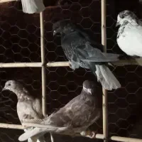 کبوتر پرشی سر و تیپ دار|پرنده|گلپایگان, |دیوار
