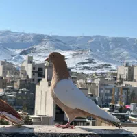 تعدادی کفتر رنگی جفت تهرونی نر و ماده