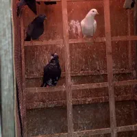 کبوترپرشی|پرنده|رشت, جانبازان|دیوار