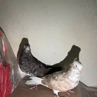 کفتر. برزیلی .قناری. سهره. مرغ عشق