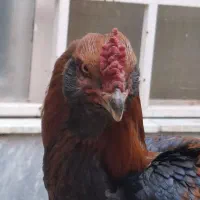 خروس لاری افغان دانگ بالا