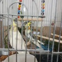عروس هلندی جفت سالم