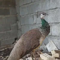 طاووس