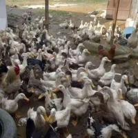 انواع مرغ و خروس و بلدرچین و غاز و اردک