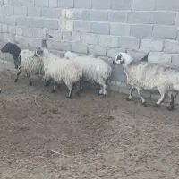 نه عدد میش آبستن|حیوانات مزرعه|مهریز, |دیوار