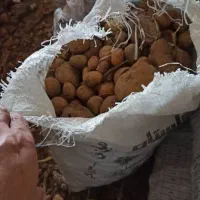 سیب زمینی دامی|عمده‌فروشی|بیرانوند, |دیوار