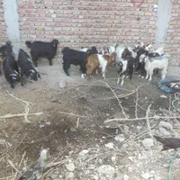 بزرگترین مرکز فروش گوسفند تفتان|حیوانات مزرعه|خاش, |دیوار