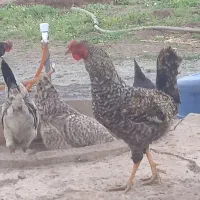 مروغ وخروس کوردی اصل