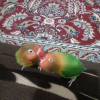 ۳عددکوتوله دستی زیبا ۲تاش جوفتن کله هولی ها