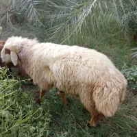 قوچ بختیاری