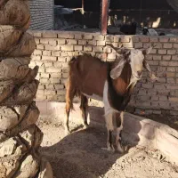 بز نر