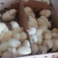 پخش ماکیان اردک جوجه رنگی    محلی گوشتی|حیوانات مزرعه|زاهدان, |دیوار