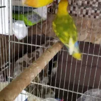 سه جفت برزیلی نر ماده تک قناری شلاقی بخون سفید