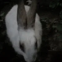 خرگوش