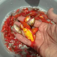 ماهی قرمز شب عید|ماهی|بجنورد, |دیوار