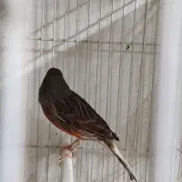 قناری ماده شتری سرخ آماده|پرنده|تربت‌حیدریه, منصوریه|دیوار