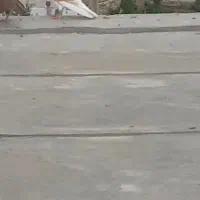 دوبال زرد سوسکی بزک دوعدد کربلایی سرخ خون سینه|پرنده|گالیکش, |دیوار