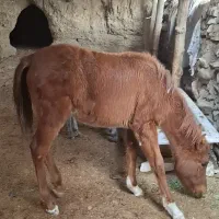 مادیان دره شور با کره. تخفیف پای معامله