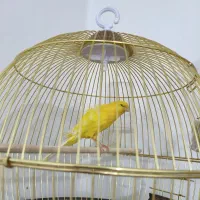 قناری|پرنده|بوشهر, |دیوار
