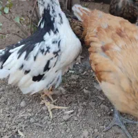 جوجه بومی ۳ ماهه