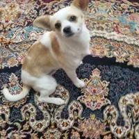 توله شی واوا  نر|سگ|فولادشهر, C5|دیوار