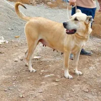 سگ ماده سرابی|سگ|تهران, نازی‌آباد|دیوار